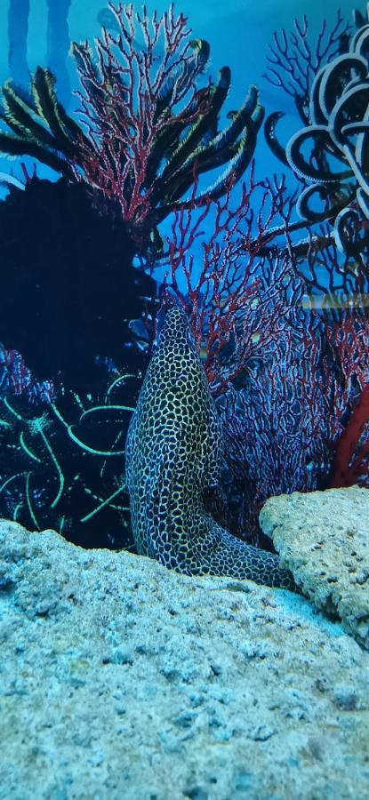 Bed and Breakfast Dolphin House Leba Exterior foto